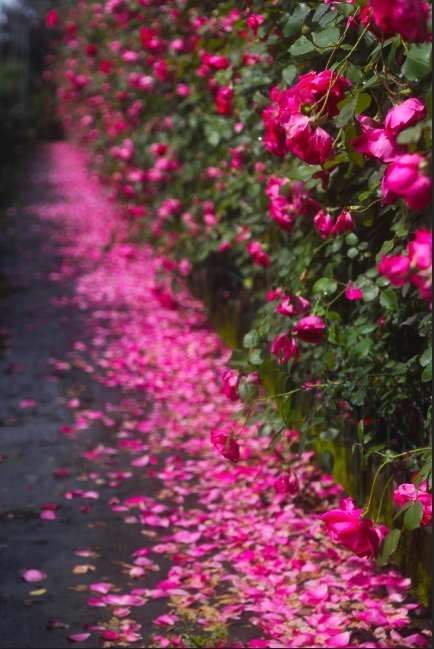 坠素翻红烟雨朦，花落知多少？