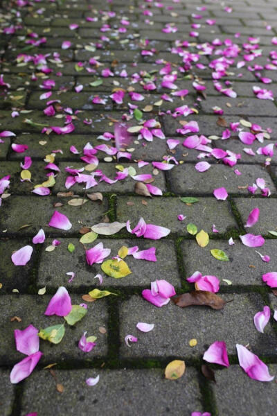 坠素翻红烟雨朦，花落知多少？