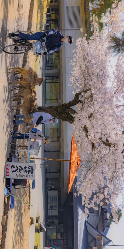 春风微暖，梦里花已开。
摄影:overwater