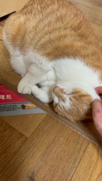 李糯的猫猫