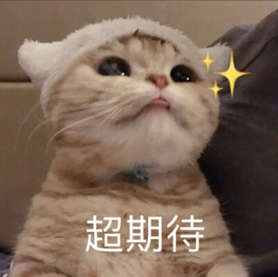 猫猫表情