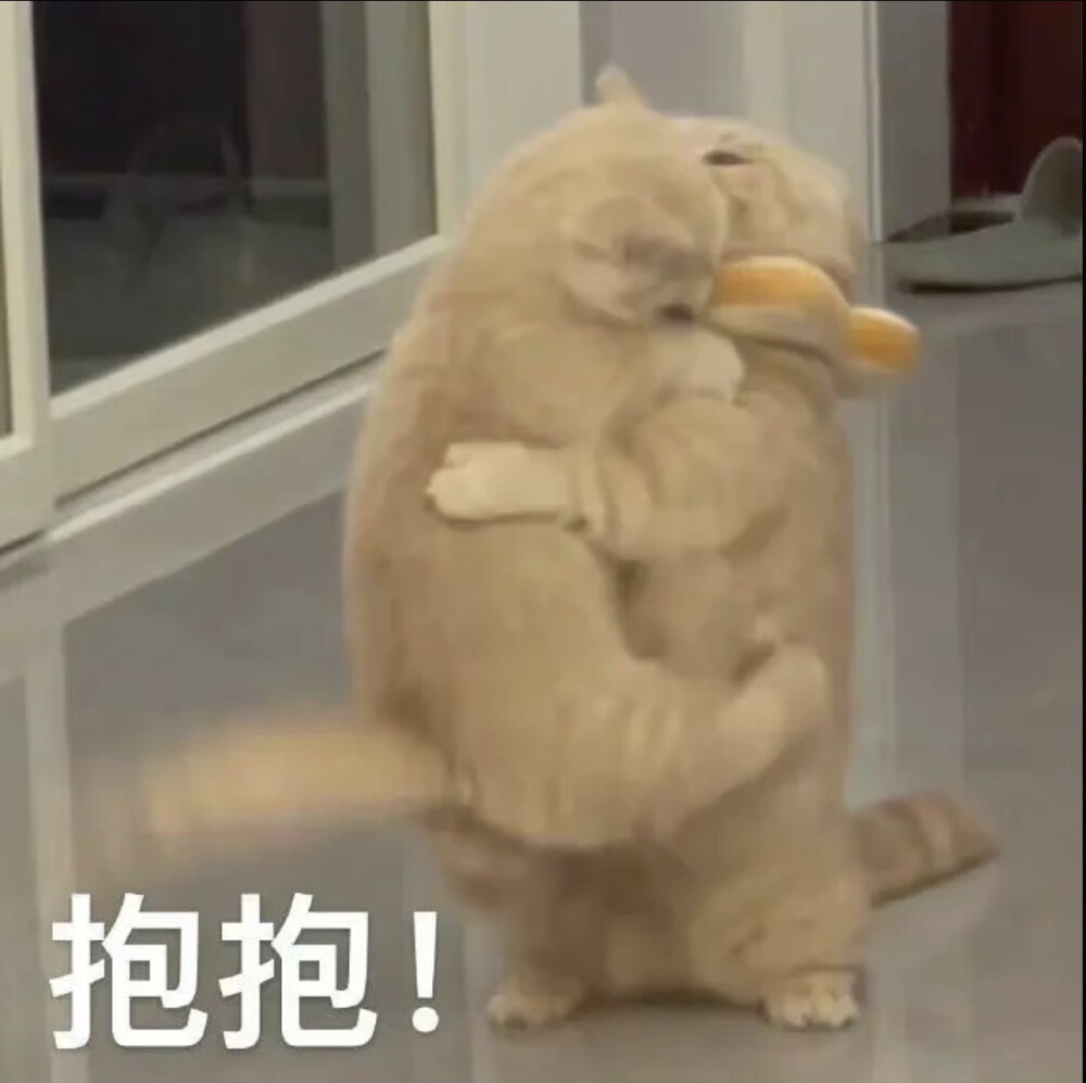 猫猫表情