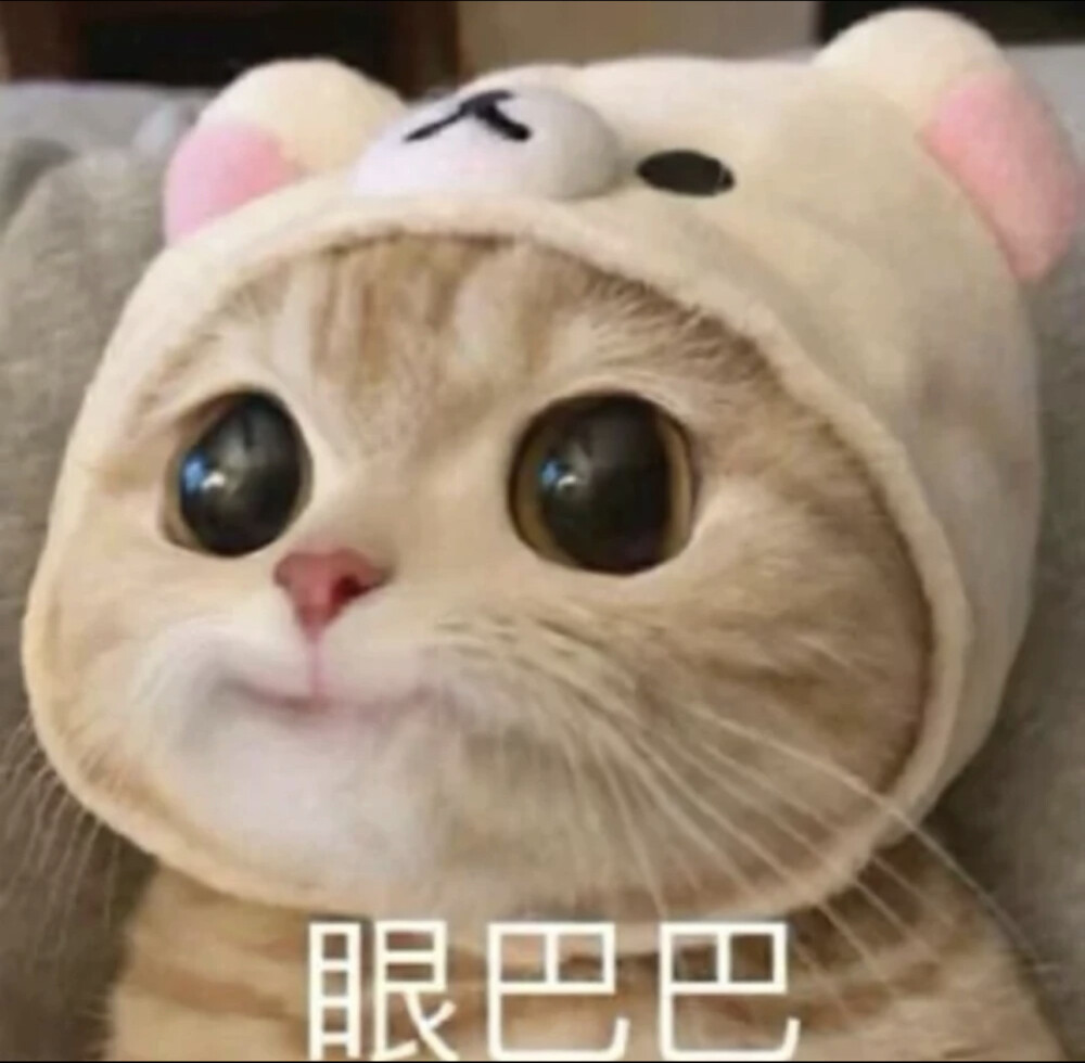 猫猫表情