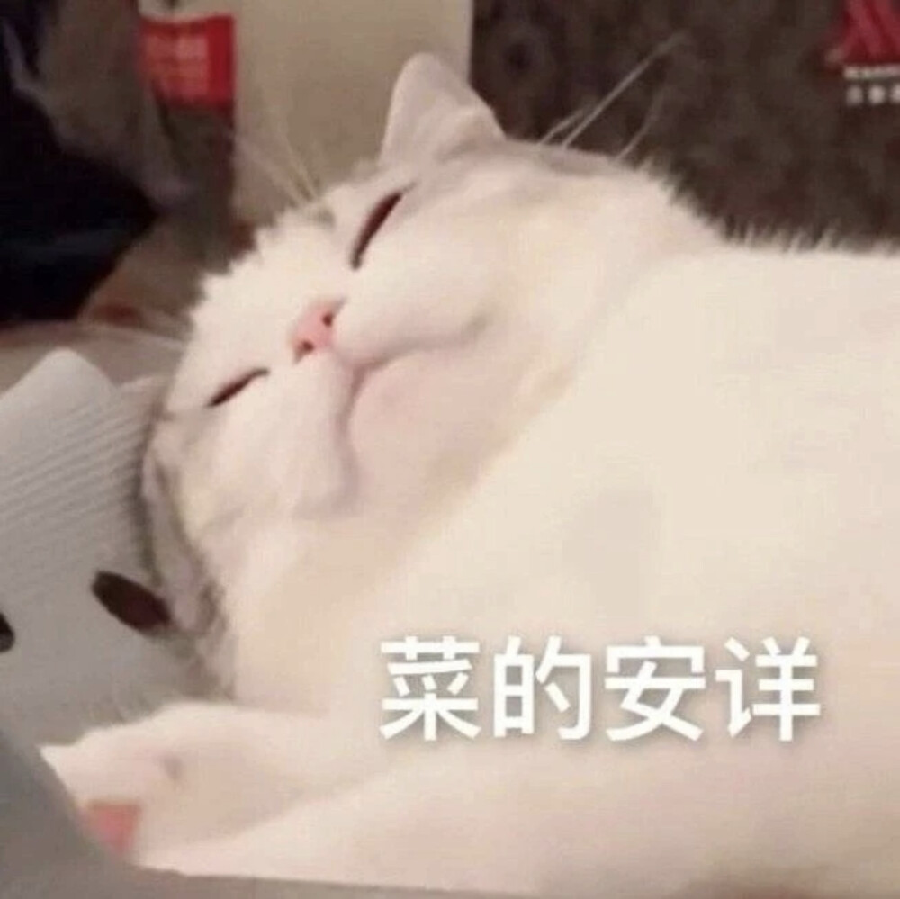 猫猫表情