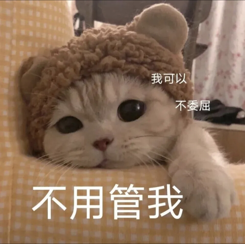 猫猫表情