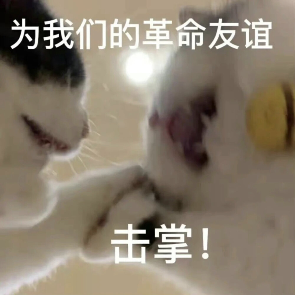 猫猫表情