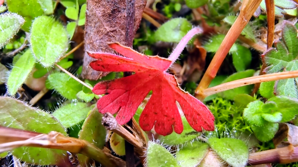 吉安随拍：花花草草之野老鹳草