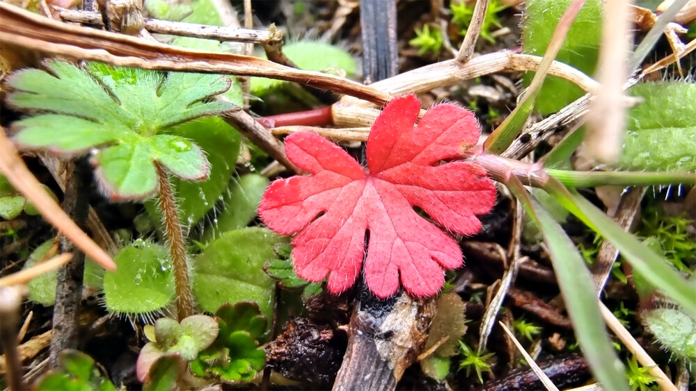 吉安随拍：花花草草之野老鹳草