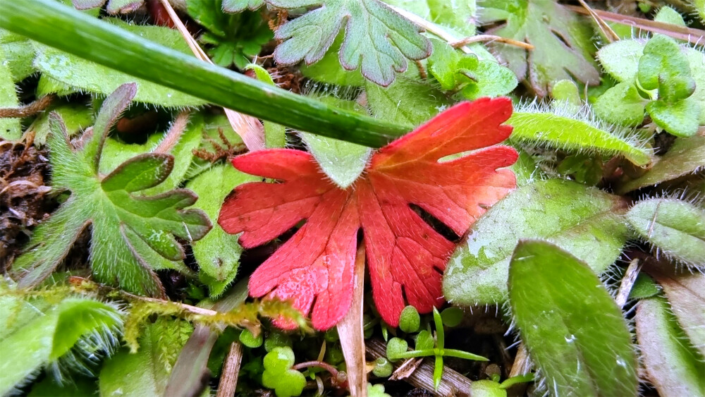 吉安随拍：花花草草之野老鹳草