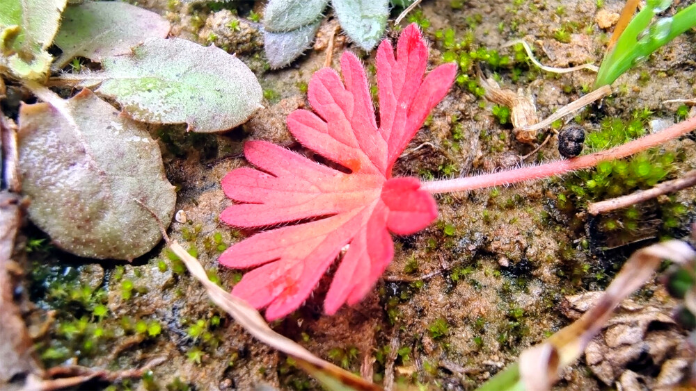 吉安随拍：花花草草之野老鹳草