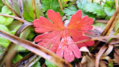 吉安随拍：花花草草之野老鹳草