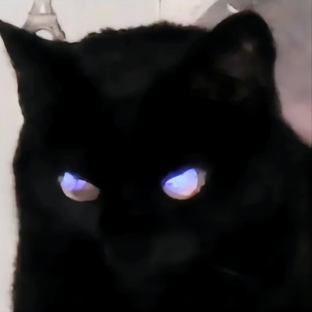 猫咪 小众头像