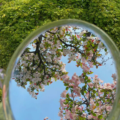 今日份的鲜花背景图分享 ​​​