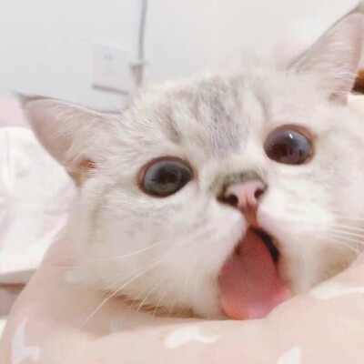 猫夏
⚪️