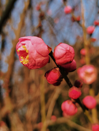 梅花