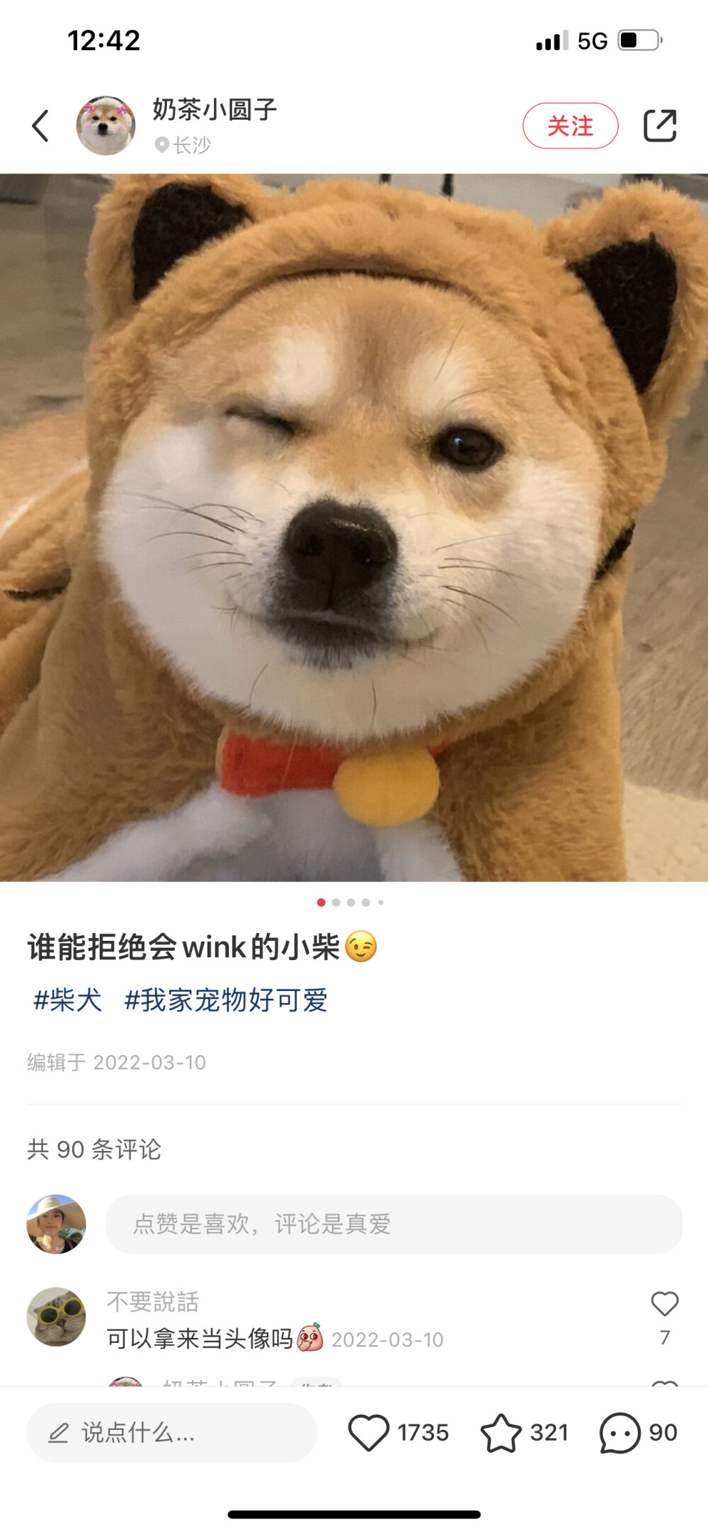 柴犬