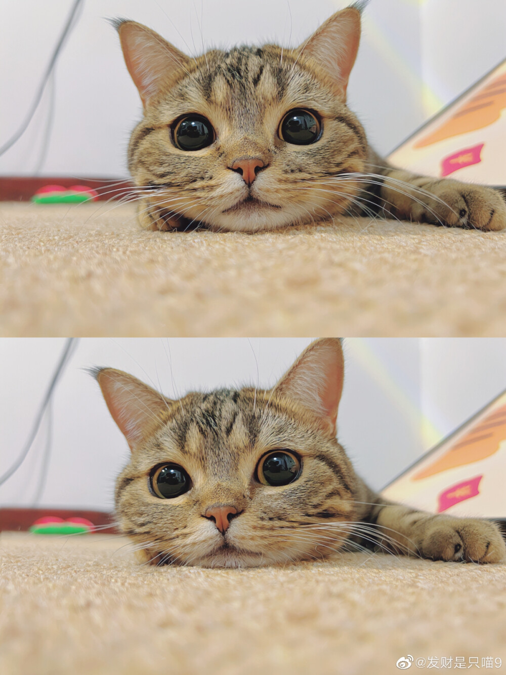 猫咪 发财 头像