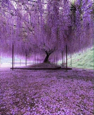 紫藤萝花园