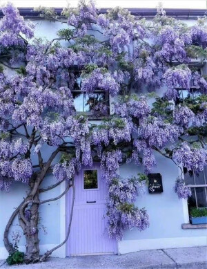 紫藤萝花园