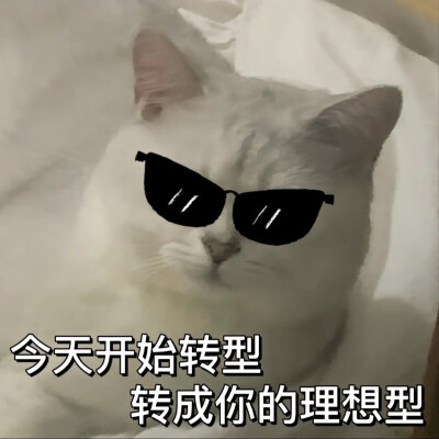 猫咪 表情包