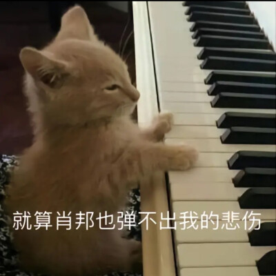 猫咪 表情包