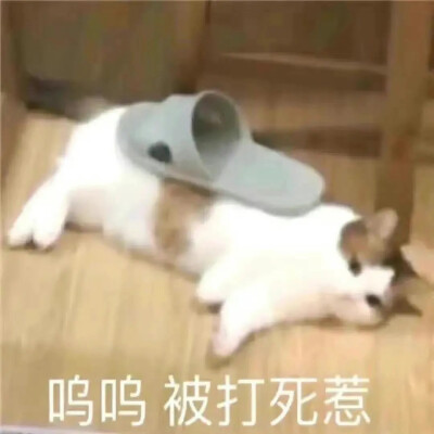 猫咪 表情包