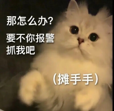 猫咪 表情包