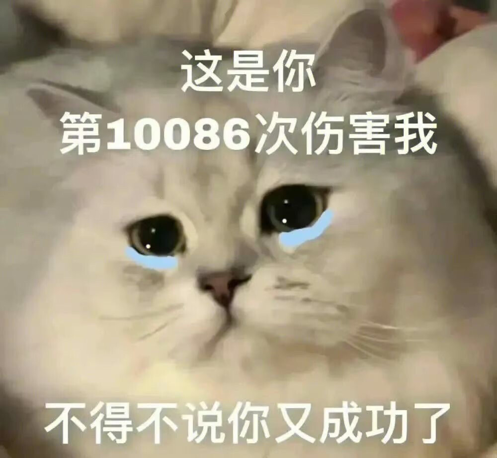 猫咪 表情包