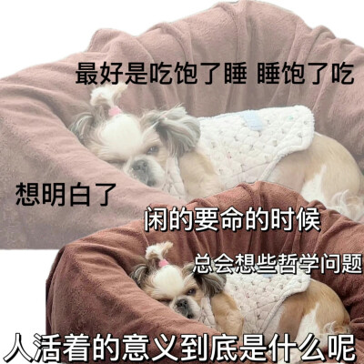 狗子 表情包