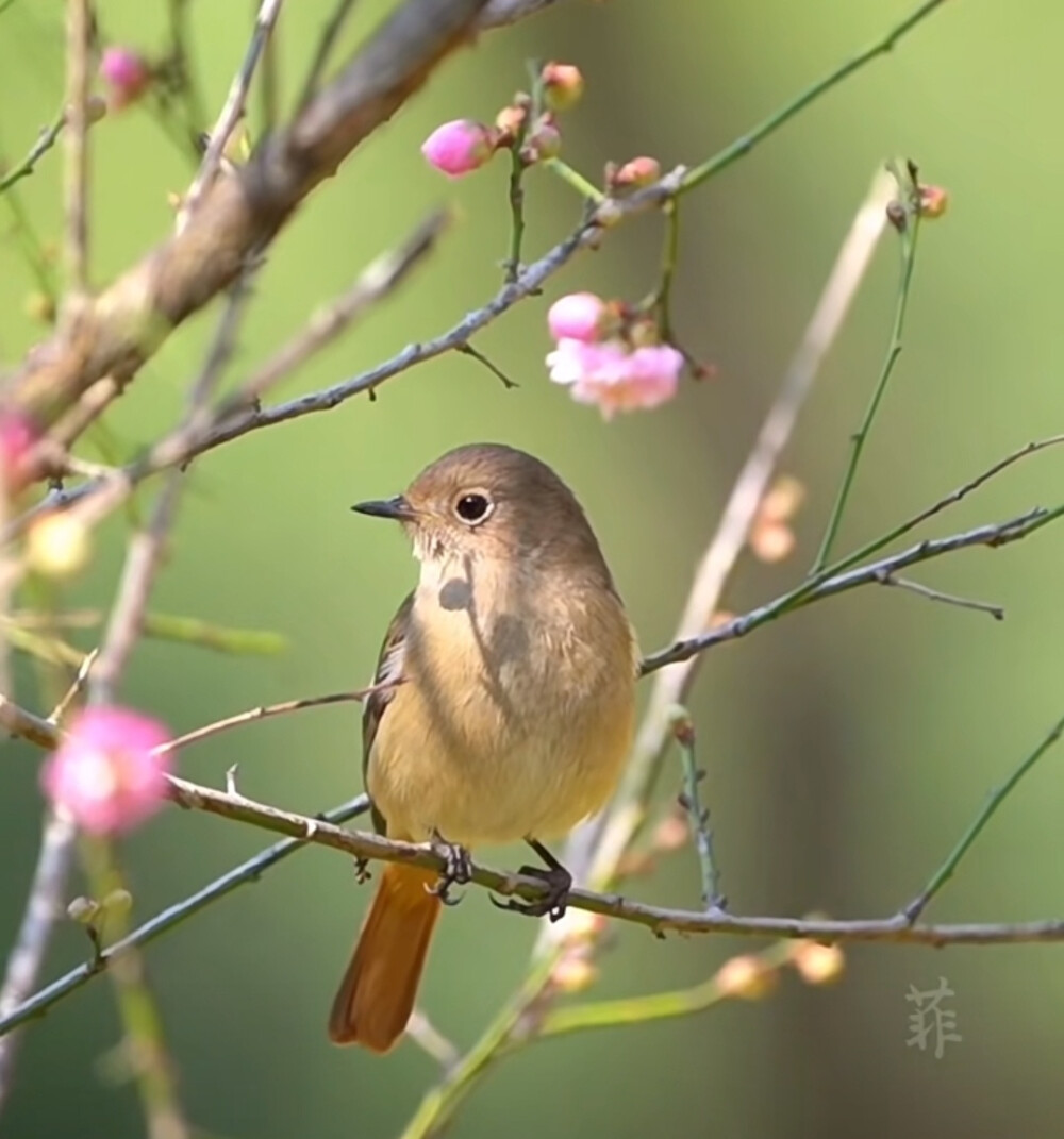 花鸟