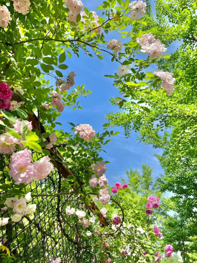 花开时节动京城