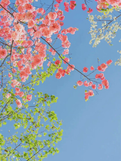 花开时节动京城