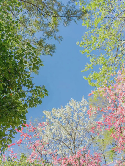 花开时节动京城