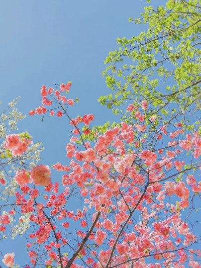 花开时节动京城