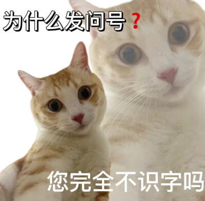 猫咪 表情包