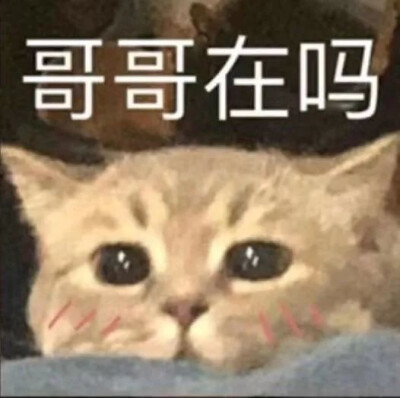 猫咪 表情包