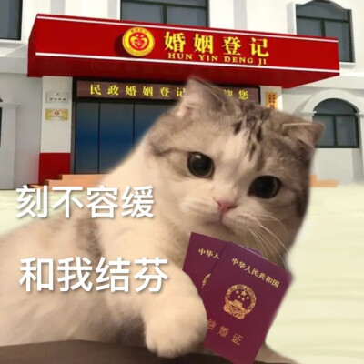 猫咪 表情包