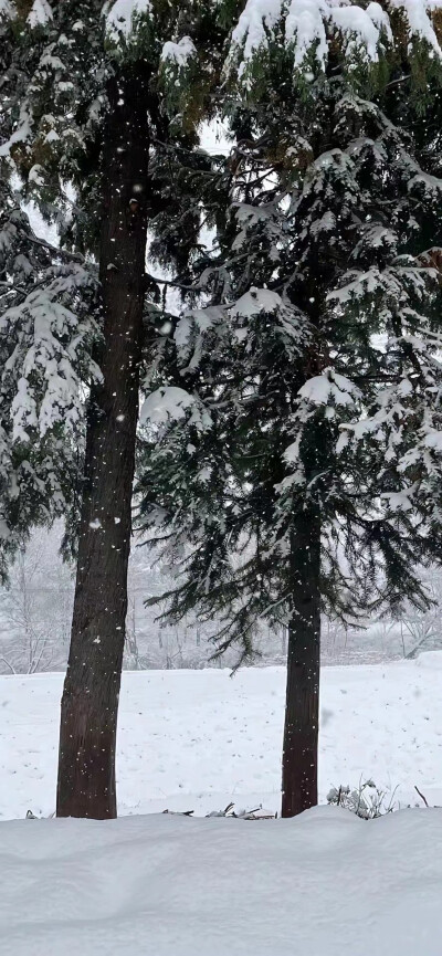 壁纸|雪景壁纸氛围感玫瑰光ins