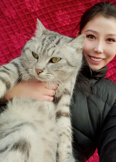 葛嘉熹的作品 猫咪 美短