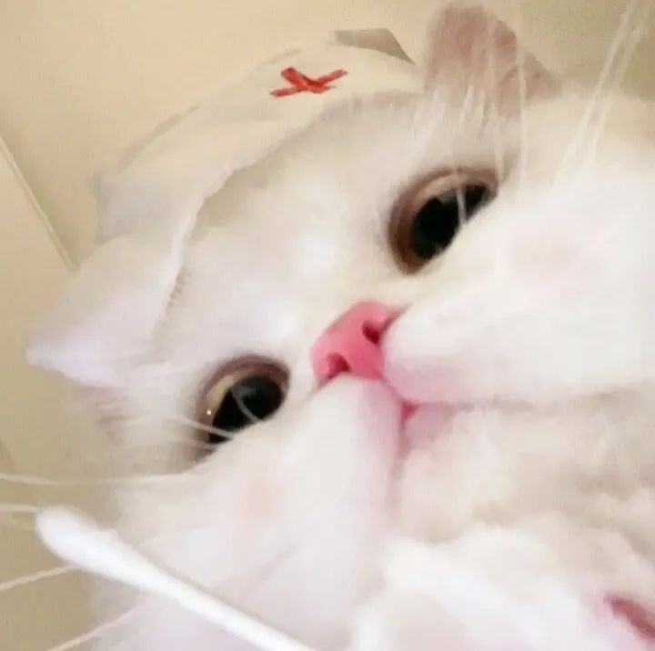 猫咪