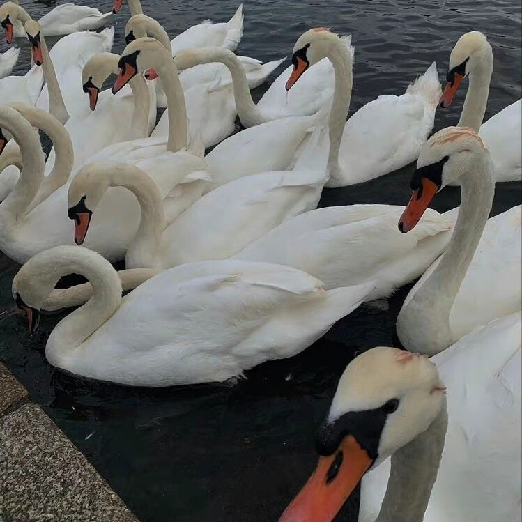 复古 黑白背景图 侵删致歉