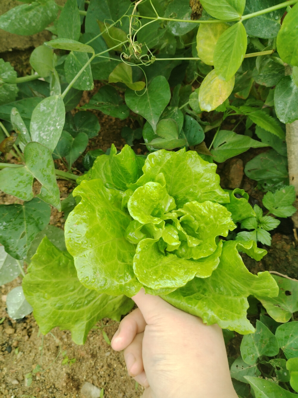 吃自己种的菜就是健康