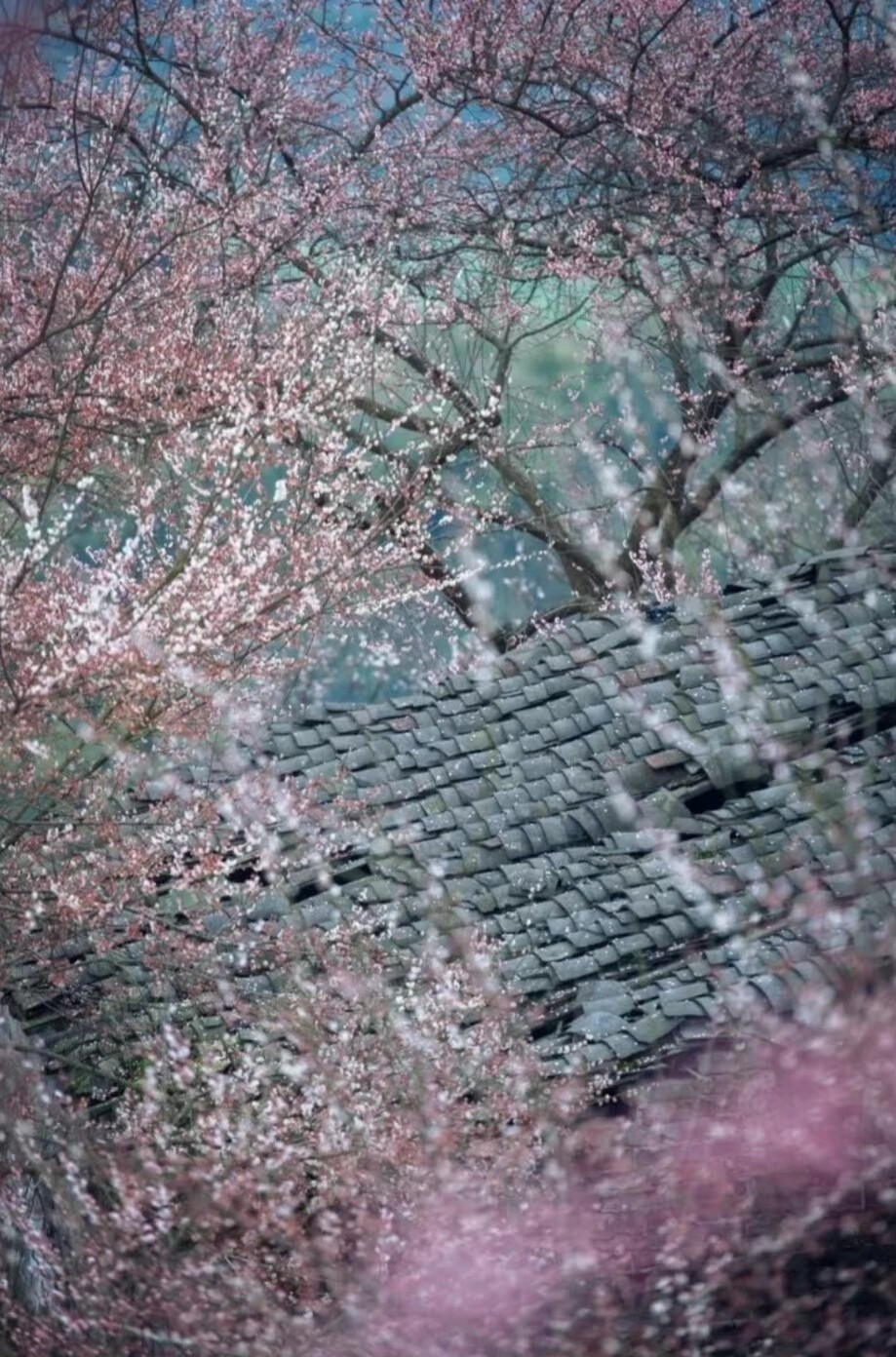 青山深处花荫，幽径几人踱行