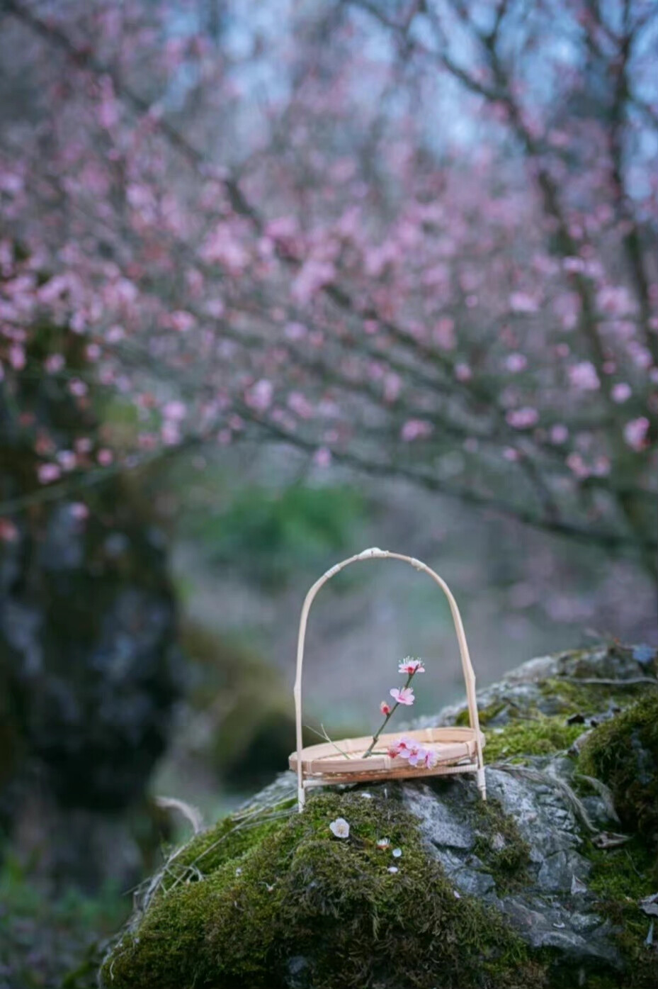 青山深处花荫，幽径几人踱行