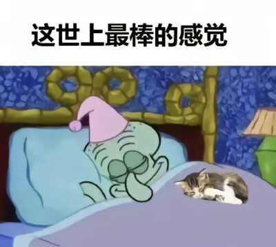 想养一只猫猫