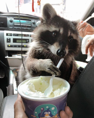 Twitter：raccoonhourly