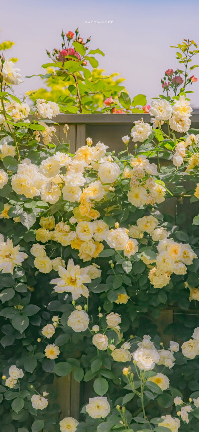 明媚鲜花 繁花壁纸