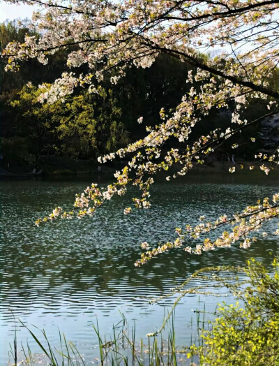 •春日套图分享 头像+背景图