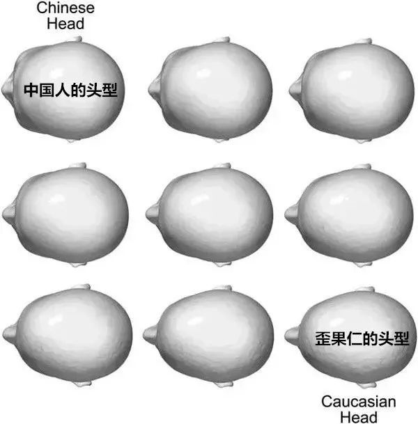 亚欧头骨模型