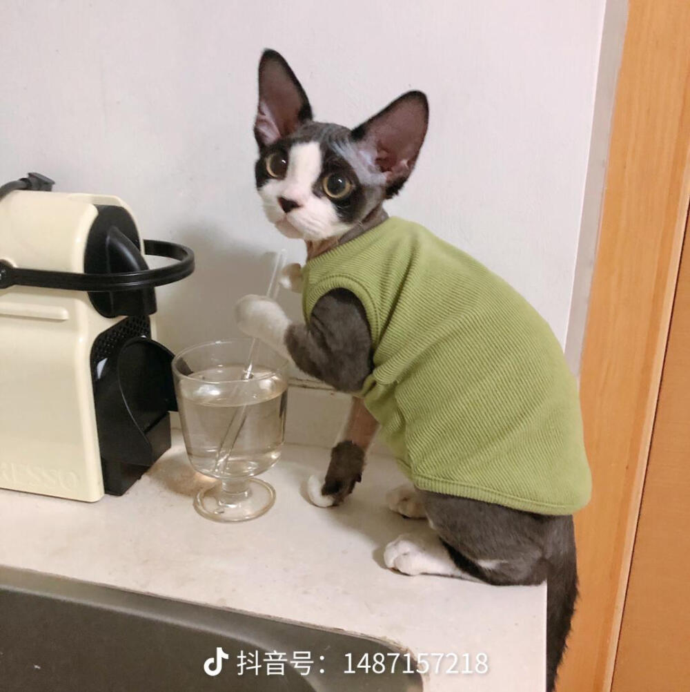 头像 动物头像 狗狗 猫猫